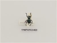 藏品(條紋球背象鼻蟲 )的圖片